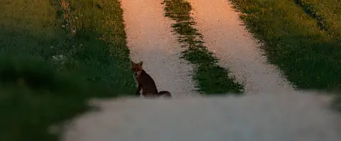 Rotfuchs auf Feldweg