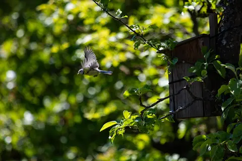 Blaumeise am Nistkasten