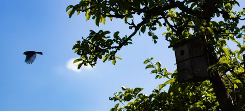 TechnikBlaumeise am Nistkasten