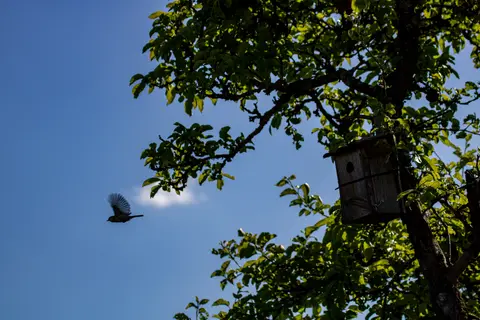 Meise im Abflug am Nistkasten