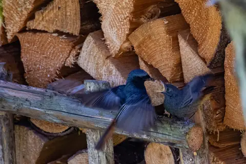Hausrotschwanz füttert Jungvogel
