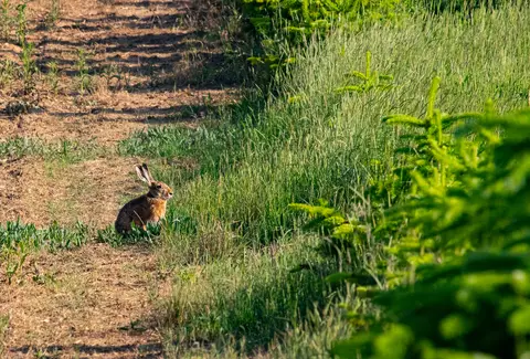 Feldhase in Abendsonne