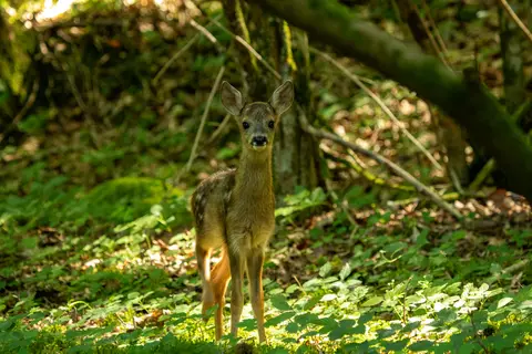 Rehkitz im Wald