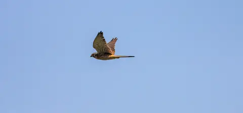 Turmfalke im Flug