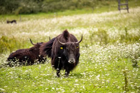 Hausyak auf Sommerweide