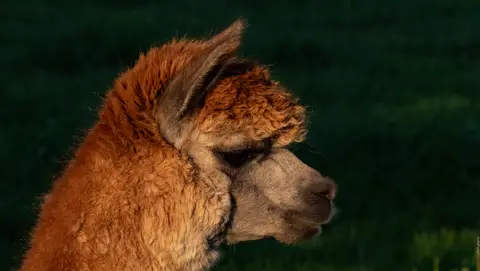 Alpaka – Portrait im Abendlicht