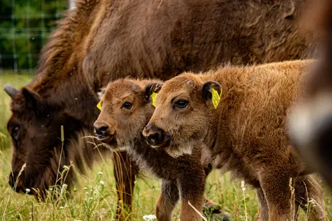 Wisentkälber auf Weide