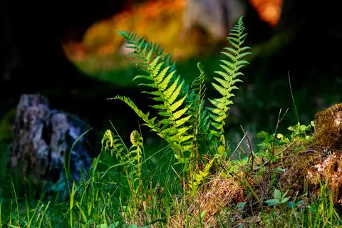 Alone but also strong