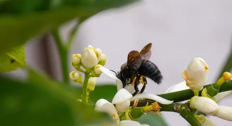 Blaue Holzbiene an Limettenblüte