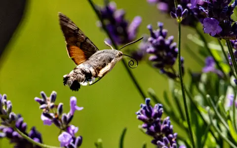 Taubenschwänzchen am Lavendel