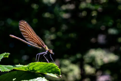 Prachtlibelle – weiblich (Calopteryx sp.)