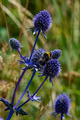 Hummel auf Mannstreu