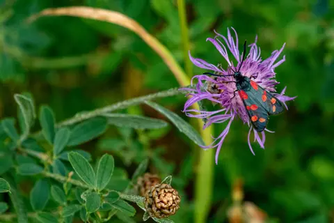 Sechsfleck-Widderchen auf Flockenblume