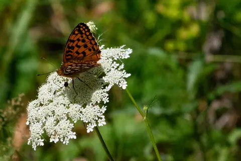 Perlmuttfalter auf Wilder Möhre