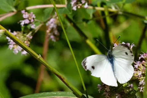 Kleiner Kohlweißling am Lippenblütler