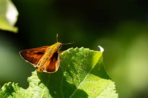 Rostfarbener Dickkopffalter
