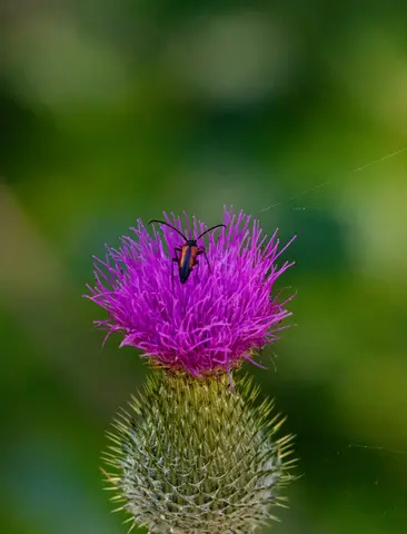 Blütenbock auf Distel