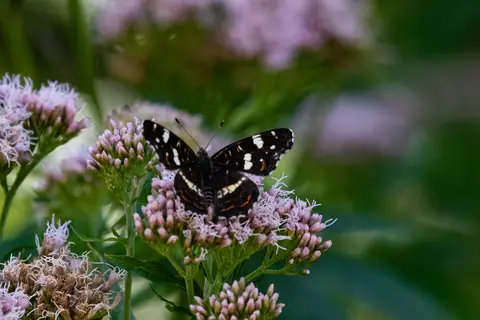 Landkärtchen – Sommerform auf Wasserdost