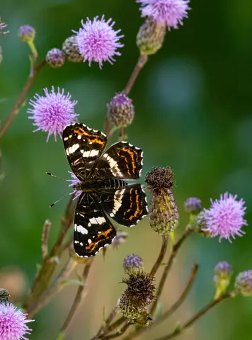 Landkärtchen – Sommerform auf Distel