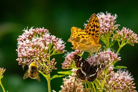 Kaisermantel, Landkärtchen und Hummel auf Wasserdost