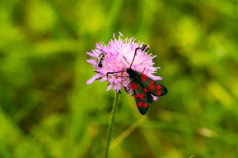Sechsfleck-Widderchen auf Witwenblume