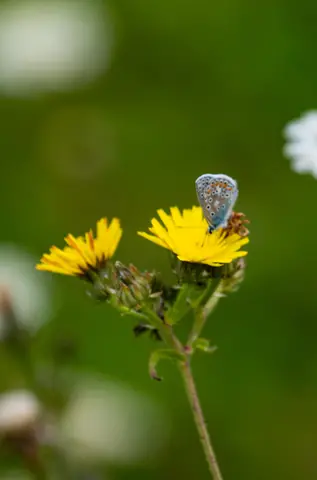 Bläuling auf gelber Korbblüte