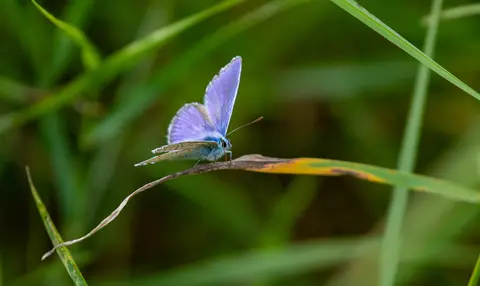 Gemeiner Bläuling – Männchen