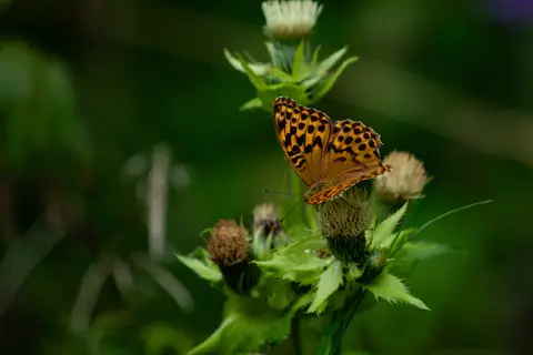 Kaisermantel auf Distel