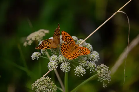 Kaisermantel – Paar auf Doldenblüte