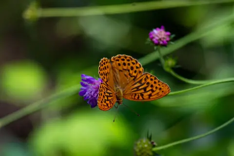 Kaisermantel auf Skabiose