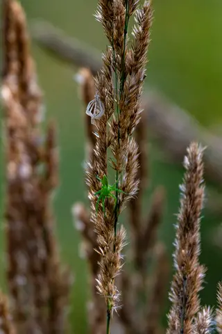 Grüne Hunstspinne (vermutlich)