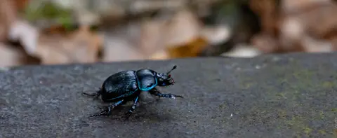 Waldmistkäfer (Anoplotrupes stercorosus)