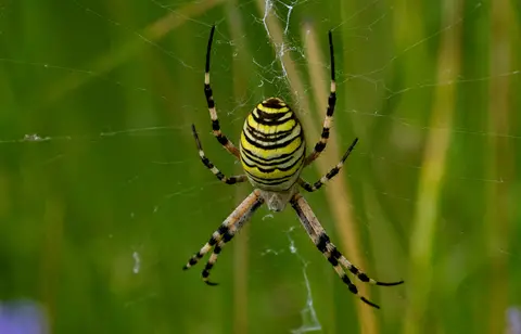 Wespenspinne im Netz