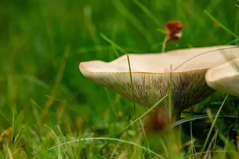 Riesen-Trichterling im Trupp (vermutlich)