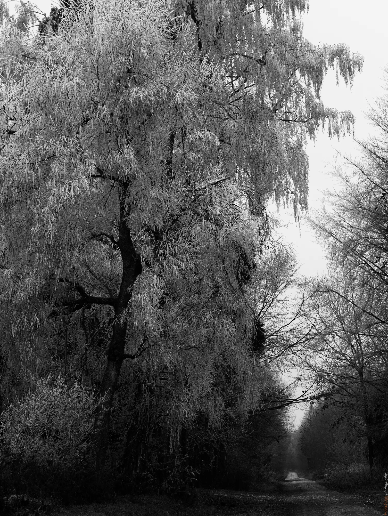 Raureif bei Hülen (Ostalb, 624 m)