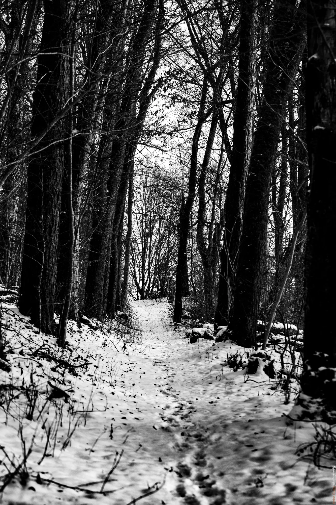 Winterpfad am Karlsbrunnen