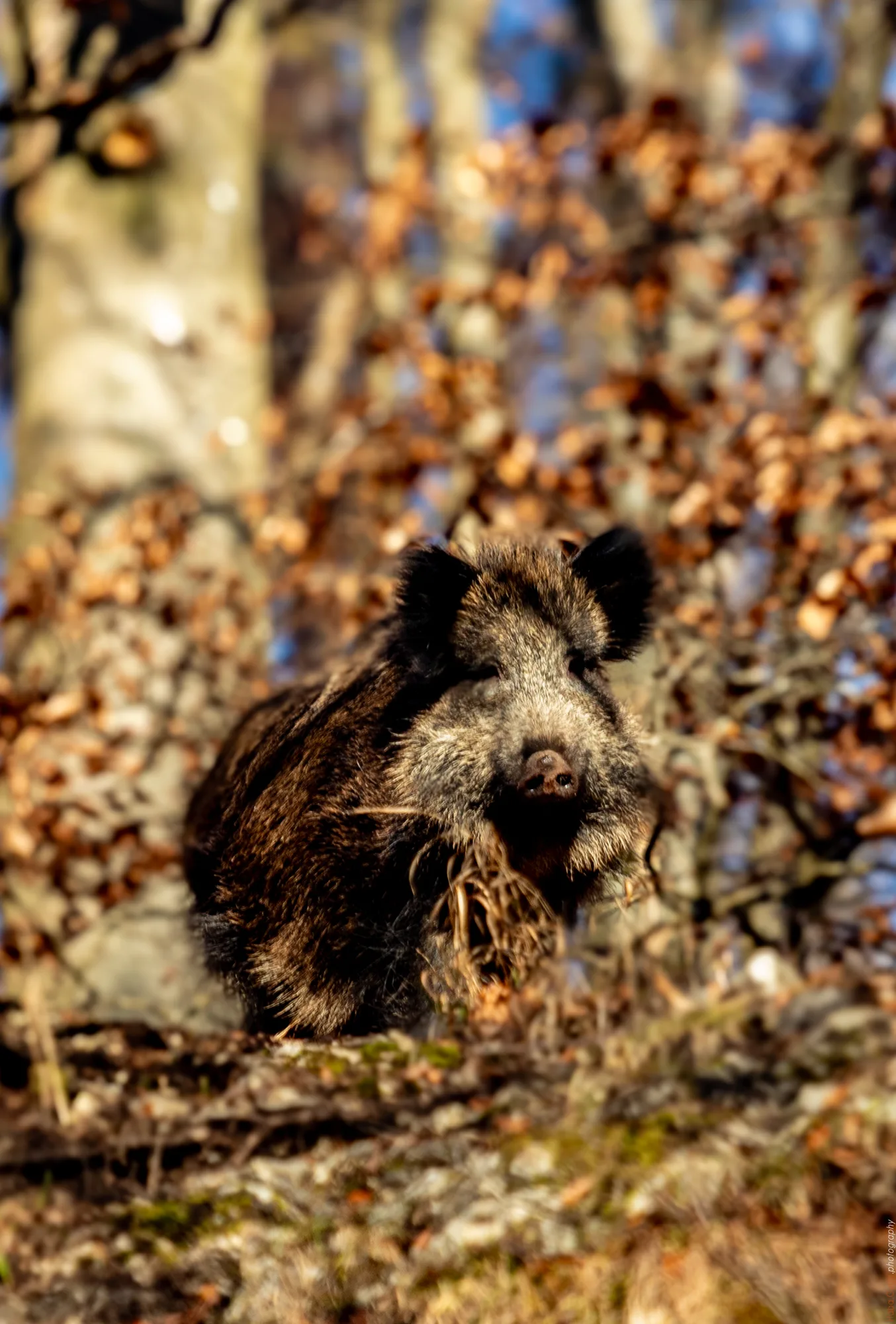 Wildschwein - Christgarten
