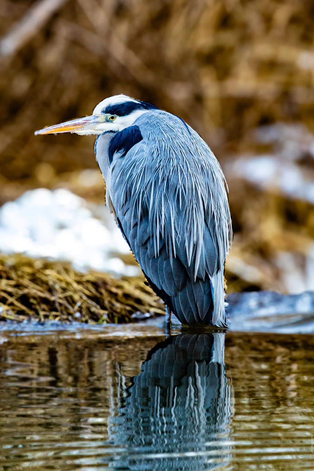 Graureiher (Ardea cinerea)