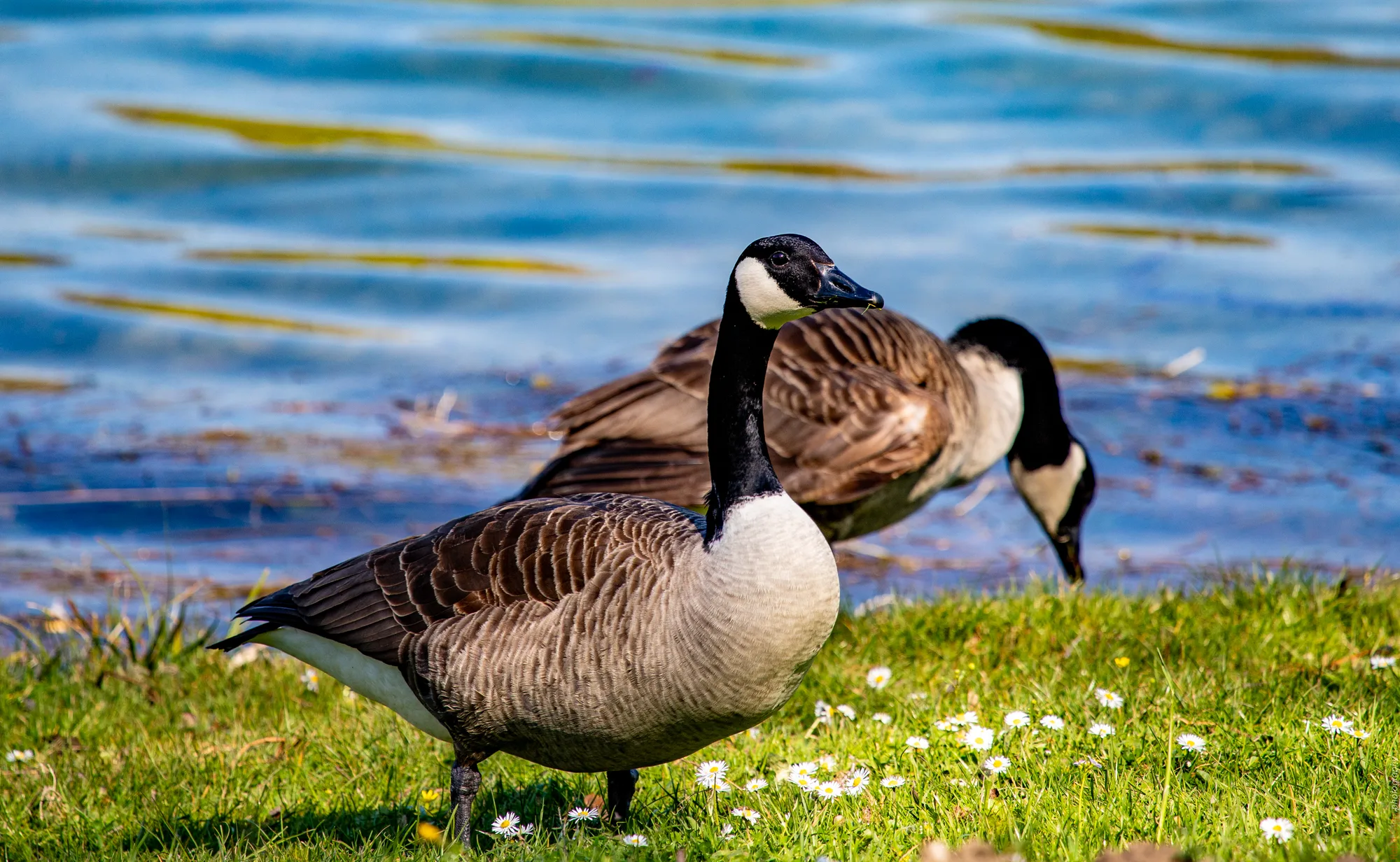 Kanadagänse am Ufer