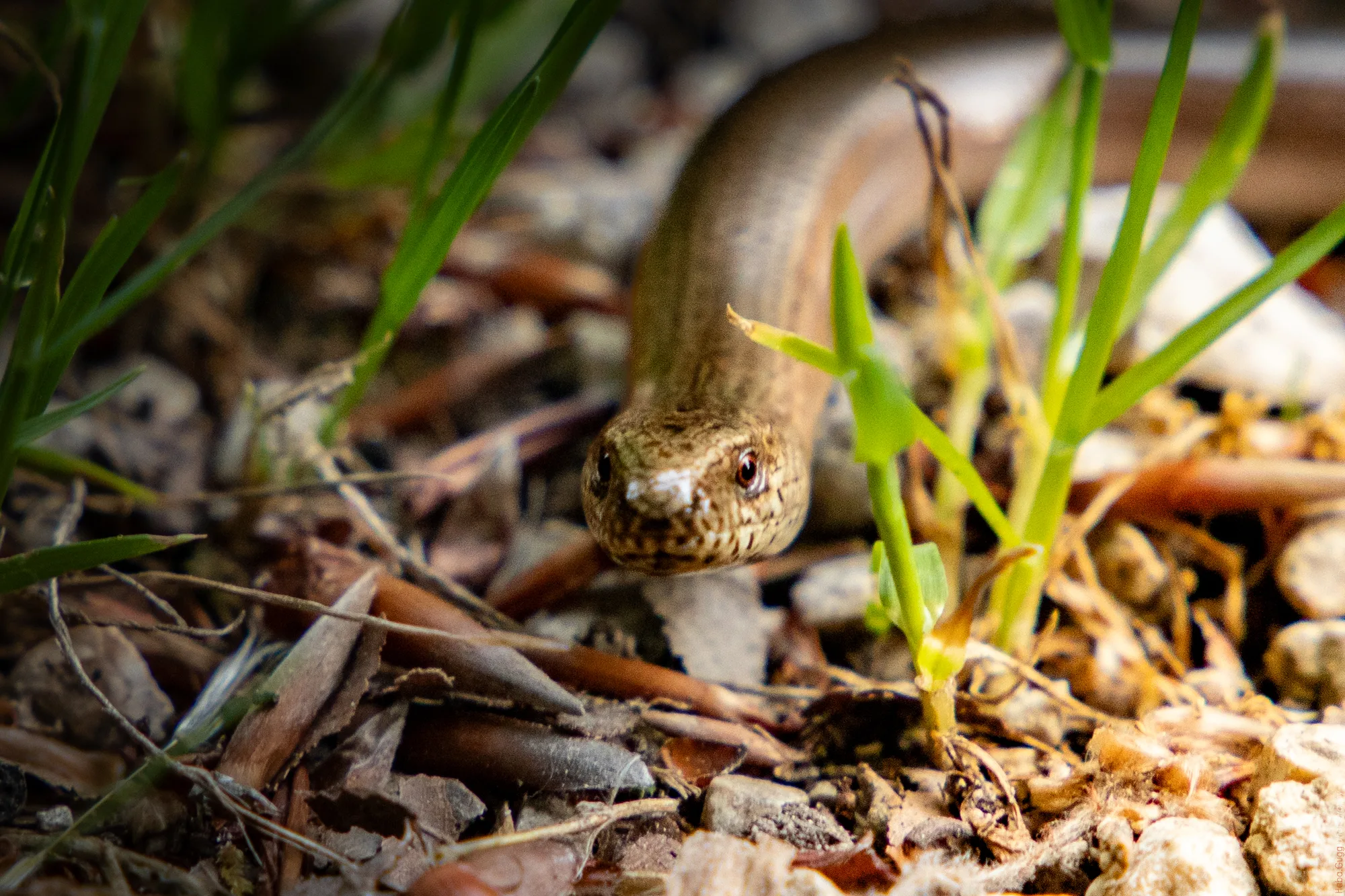 Blindschleiche auf dem Waldweg