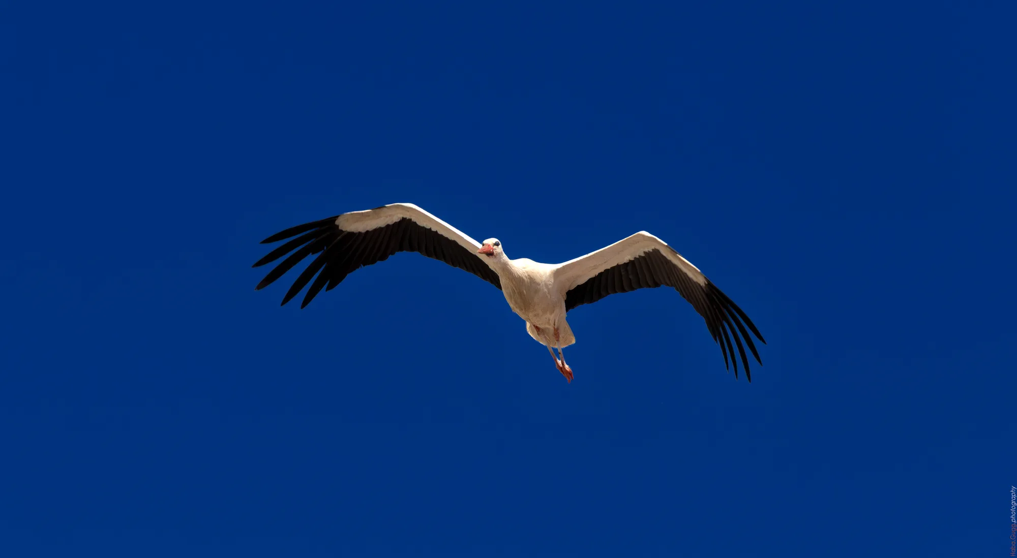 Weißstorch im Suchflug