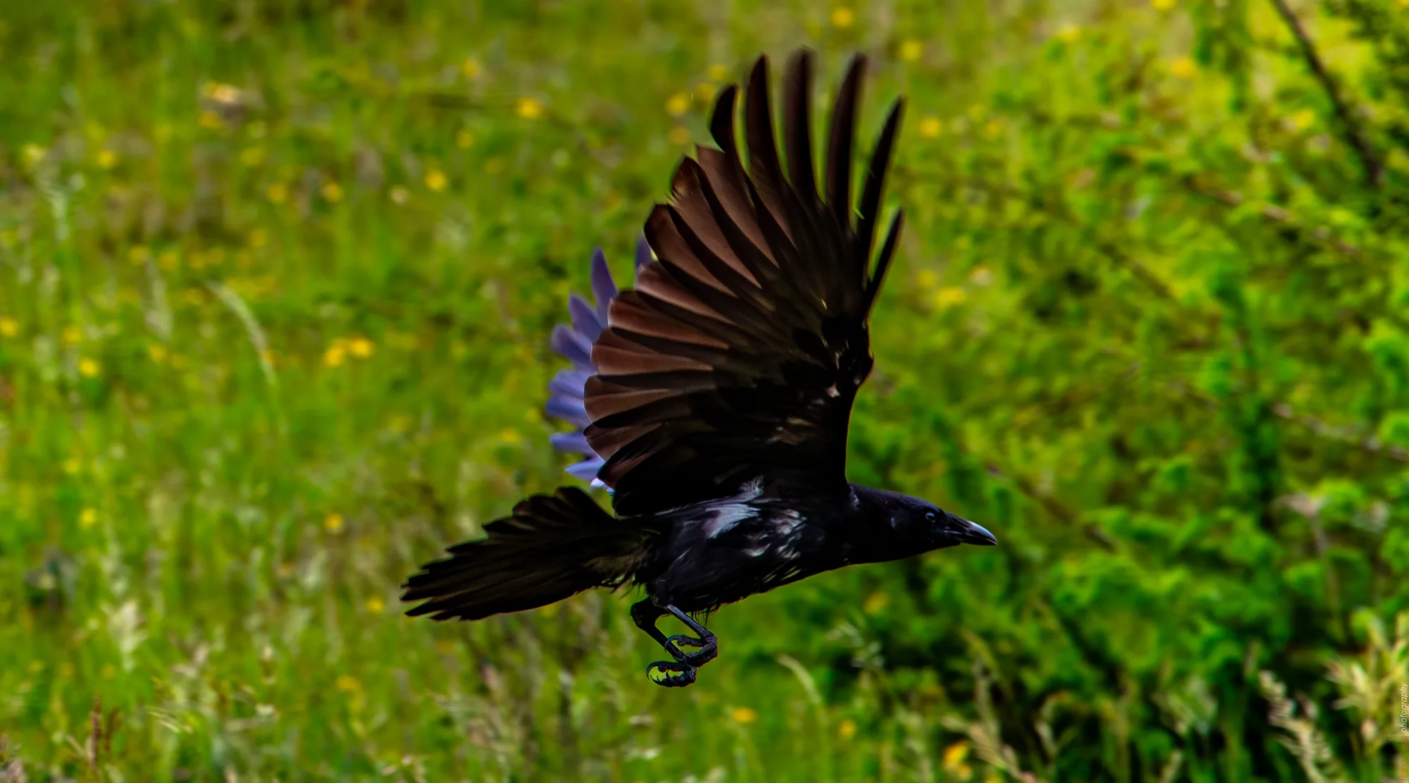 Krähe im Anflug