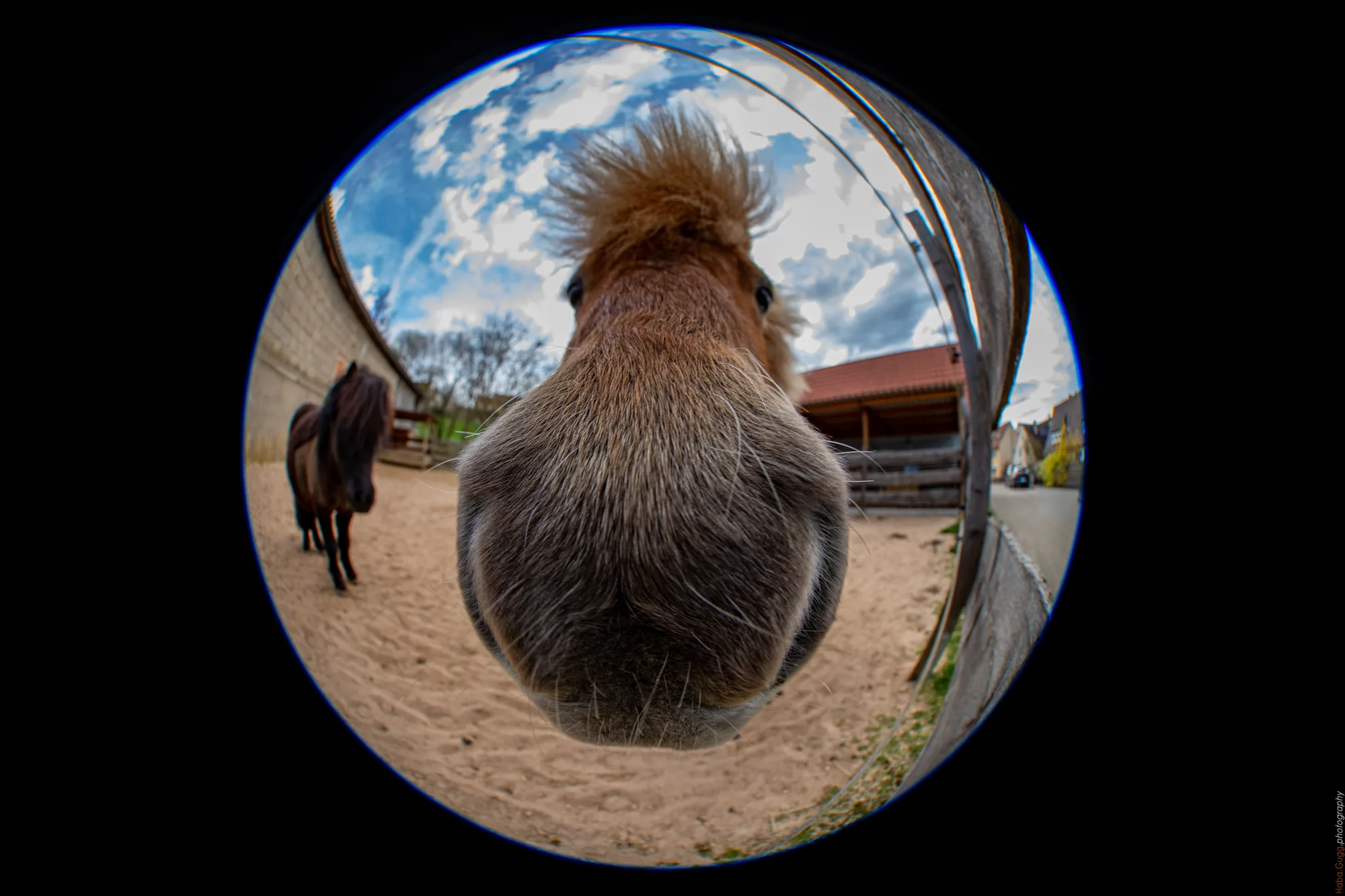 1 Meter Pony. 5 Meter Nase.