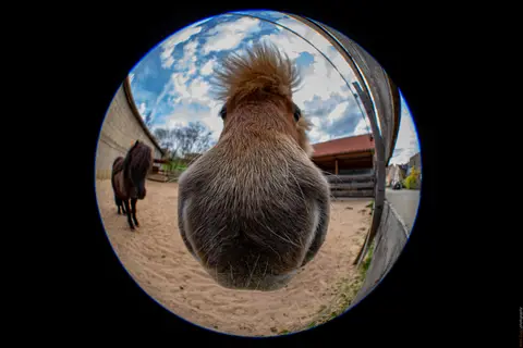 1 Meter Pony. 5 Meter Nase.