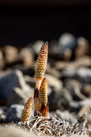 Zwischen den Steinen