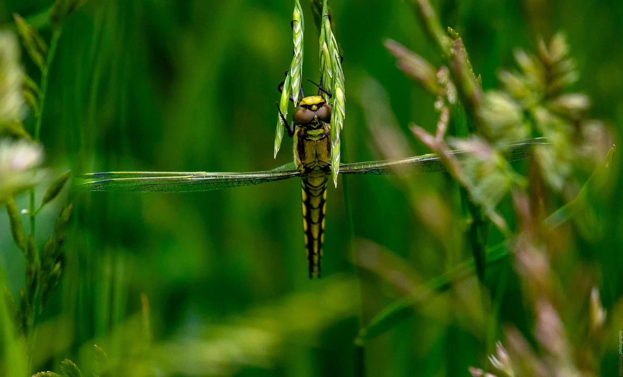 Libelle im Gras