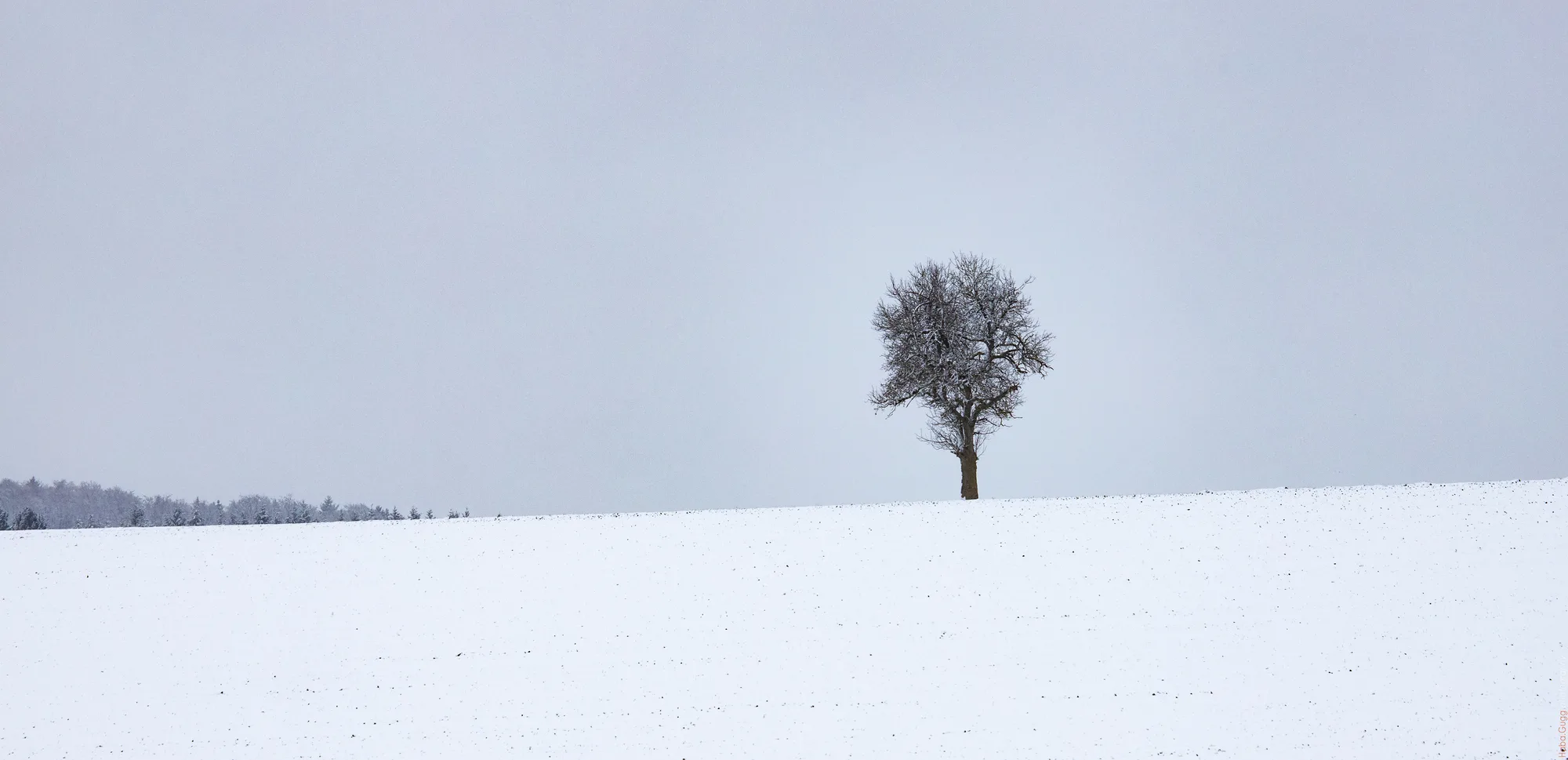 Solitär im Schneefeld