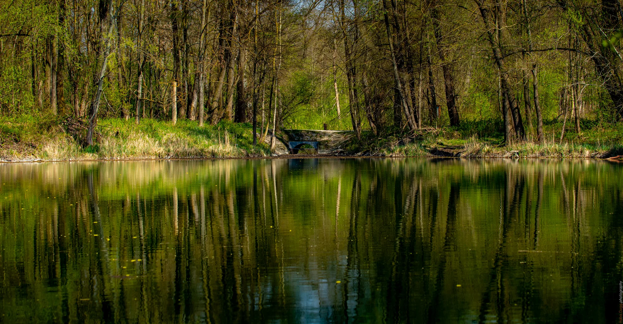 Auwaldsee bei Lauingen – Spiegelmotiv