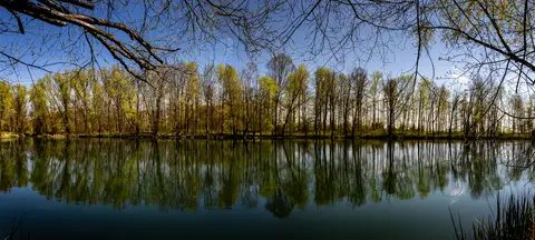 Auwaldsee bei Lauingen – Spiegelmotiv