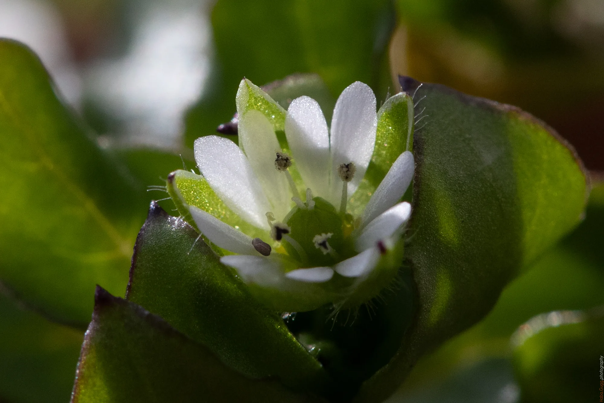 Das Kleine, das bleibt